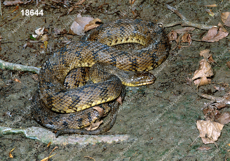 Diamondback Watersnake (Nerodia rhombifer)